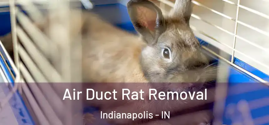 Air Duct Rat Removal Indianapolis - IN