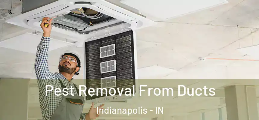 Pest Removal From Ducts Indianapolis - IN